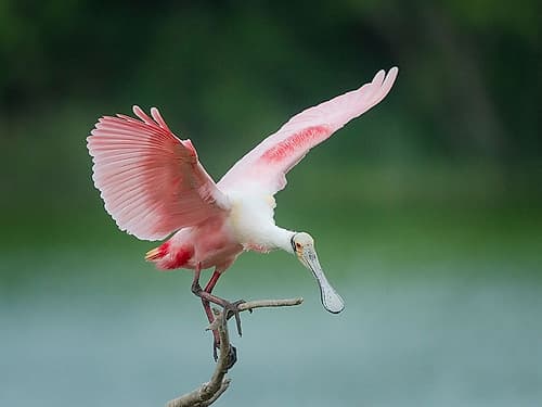 Roseate spoonbill balancing act, Smith Oaks Sanctuary, Bolivar Peninsula, High Island, Texas. Art Print